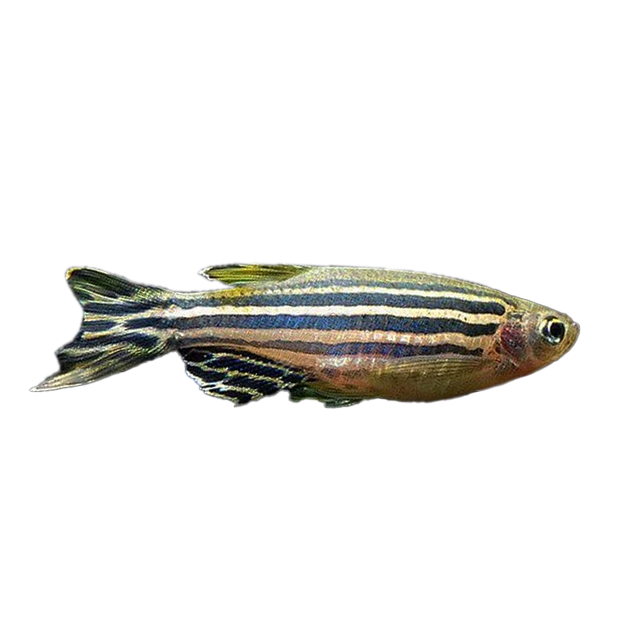 Imagem do peixe Paulistinha